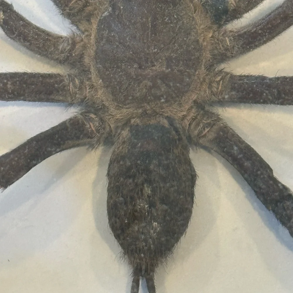 Large Spider taxidermy - Picture 2 of 5